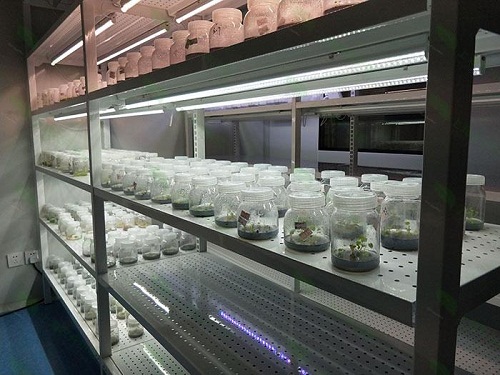 白银植物组织培养实验室设计建设方案